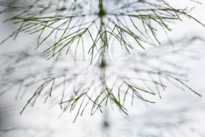 Finland, Lapland, Kuusamo, detail horsetail Finland, Lapland, Kuusamo, detail horsetail